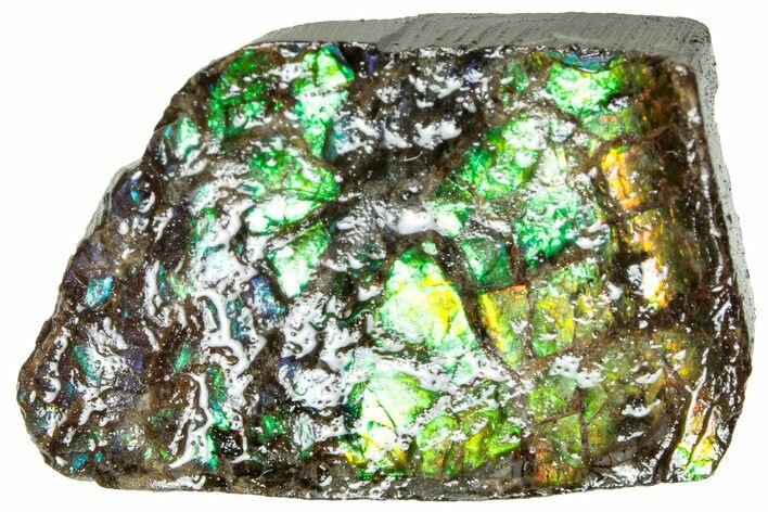 Iridescent Ammolite (Fossil Ammonite Shell) - Alberta #311411